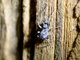Jumping Spider (Salticidae sp)