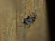 Jumping Spider (Salticidae sp)