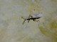 False Chinch Bug (Nysius sp)