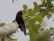 Retz's Helmetshrike (Prionops retzii)
