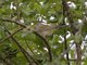 Green-winged Pytilia (Pytilia melba) - Female