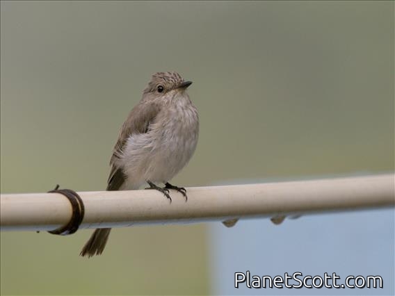 Spotted Flycatcher (Muscicapa striata)
