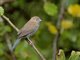 Red-cheeked Cordonbleu (Uraeginthus bengalus) - Female