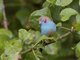 Red-cheeked Cordonbleu (Uraeginthus bengalus) - Male