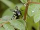 Thread-waisted Wasp (Sphex fumicatus)