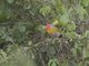 Green-winged Pytilia (Pytilia melba) - Male