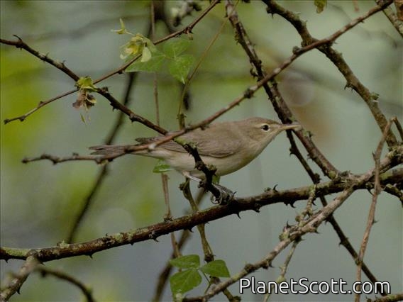 Garden Warbler (Sylvia borin)