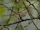 Garden Warbler (Sylvia borin)