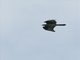 Common Buzzard (Buteo buteo)