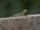 Kenya Rock Agama (Agama lionotus) - Female