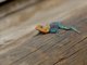 Kenya Rock Agama (Agama lionotus) - Male