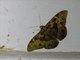 Erebid Moth (Cyligramma fluctuosa)