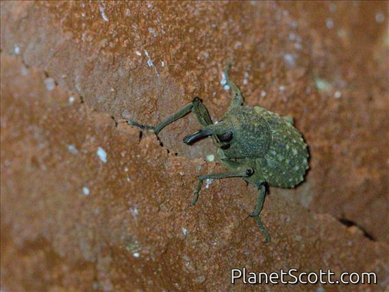 Weevil (Sipalinus aurivilli)