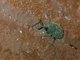 Weevil (Sipalinus sp)