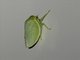 Leafhopper (Batracomorphus sp)