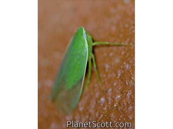 Dictyopharid Planthopper (Afronersia sp)