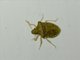 Stink Bug (Carbula sp)