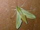 Common Striped Hawkmoth (Hippotion eson)