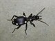 Ground Beetle (Anthia hexasticta)