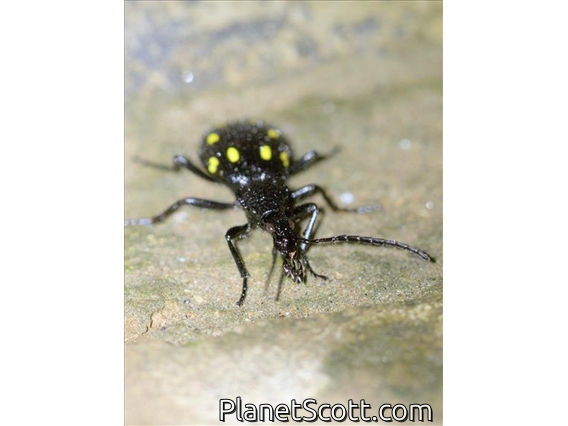 Ground Beetle (Psecadius sp)