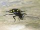 Ground Beetle (Psecadius sp)