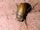June Beetle (Melolonthinae sp)
