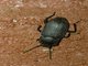Darkling Beetle (Tenebrionidae sp)