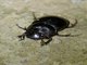 Dung Beetle (Scarabaeinae sp)