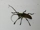 Longhorn Beetle (Ceroplesis militaris)