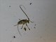 Longhorn Beetle (Cerambycidae sp)