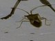 Leaf-footed Bug (Cletus ochraceus)