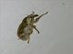 Weevil (Pycnodactylopsis mitis)