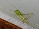 African Cone-head (Conocephalus conocephalus)