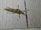Bark Katydid (Cymatomera viridimaculata)
