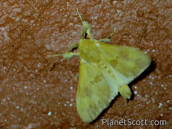 Lappet Moth (Lasiocampidae sp)