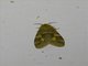 Erebid Moth (Erebidae sp)