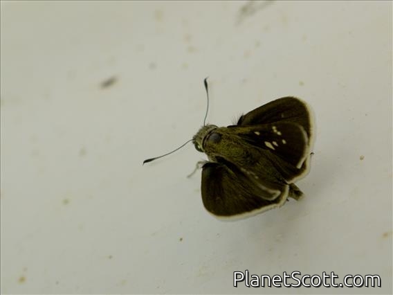 Grass Skipper (Baorini sp)