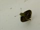 Skipper (Hesperiidae sp)