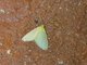 Erebid Moth (Erebidae sp)
