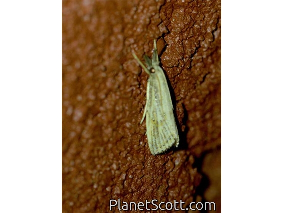 Grass-veneer Moth (Crambinae sp)