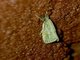 Grass-veneer Moth (Crambinae sp)