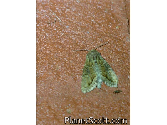 Cutworm Moth (Noctuinae sp)