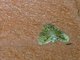 Cutworm Moth (Noctuinae sp)