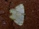 Geometer Moth (Geometridae sp)