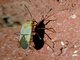 Red Bug (Dysdercus intermedius)