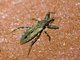Assassin Bug (Oncocephalus sp)