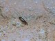 Beetle (Coleoptera sp)