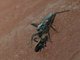 Assassin Bug (Platymeris sp)