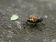 Nose Fly (Stomorhina sp)