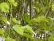 South Pare White-eye (Zosterops winifredae)